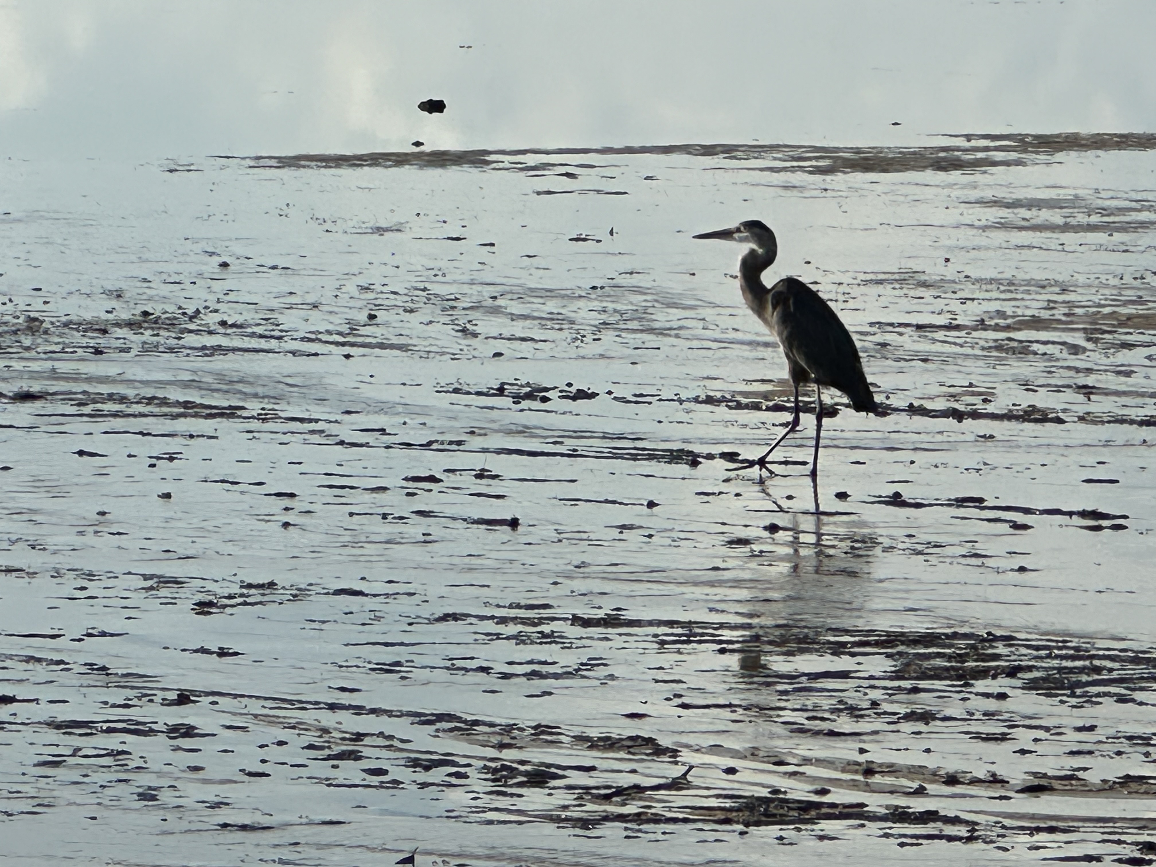 Roger’s-weed free lawncare